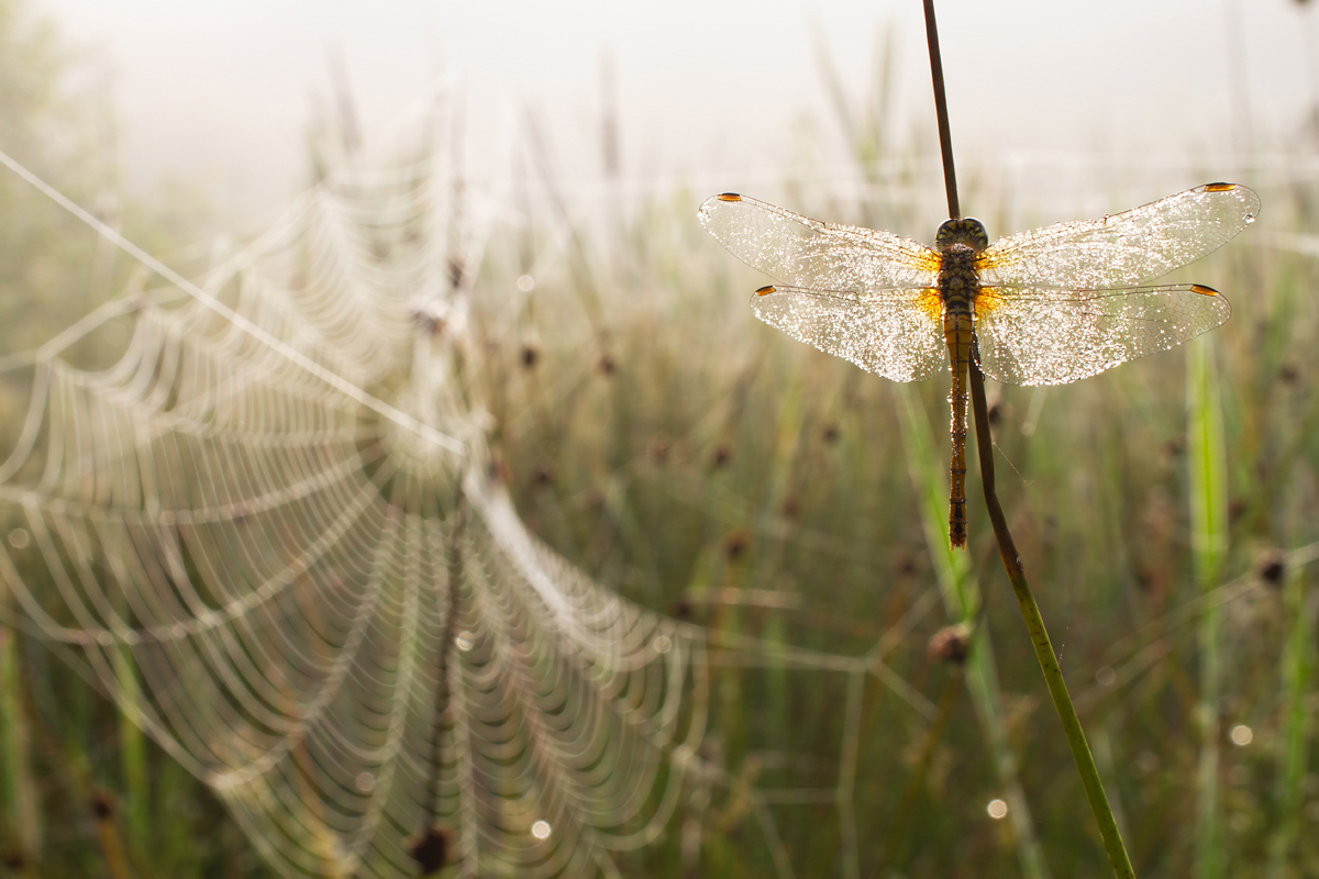 Dew covered Common Darter 2